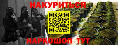 шишки Кингисепп